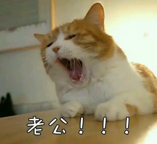 猫咪撒娇表情包没有男朋友的就不要点进来了