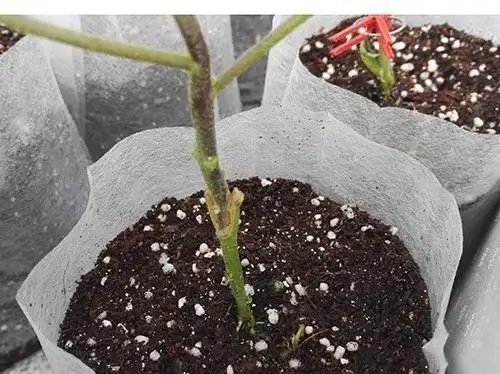 17牛人用野茄子嫁接家茄子顺利成活直接长成树多霸气