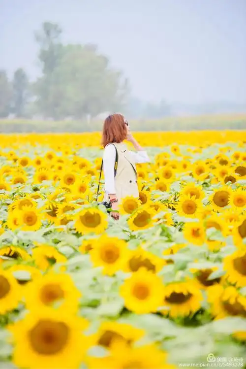 微笑拥抱每一天,做像向日葵般温暖的女子