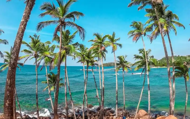 夏日海边椰子树风光,高清壁纸,风景图片-回车桌面