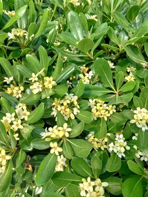 海桐,也称七里香.