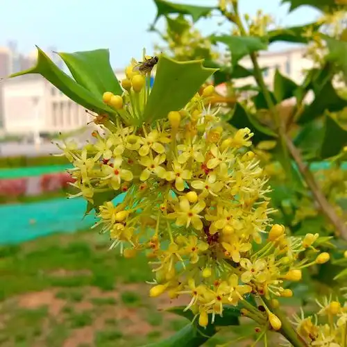 暮春时节花飘香,枸骨果红依旧