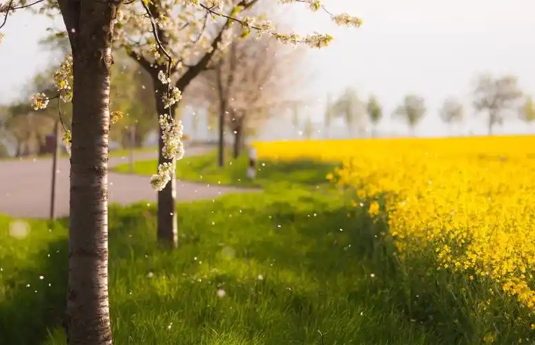 清新淡雅静谧风景壁纸_淡雅的美丽风景