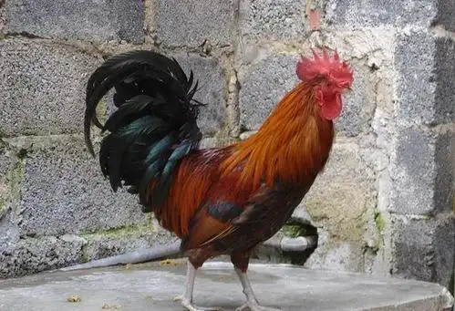 黑脚鸡是什么品种_知识 - 名片网