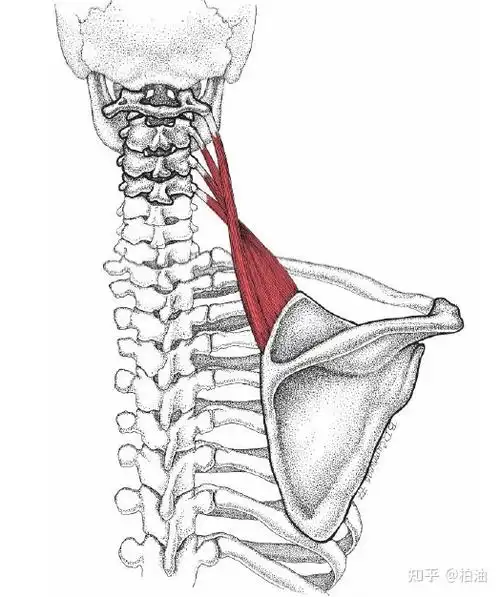 肩胛提肌起自颈椎第1~4节的横突,止于肩胛骨的上角和内侧缘上侧.