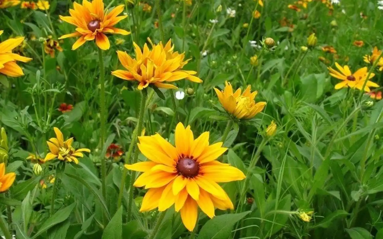 唯美好看的植物花卉图片电脑壁纸