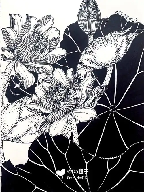 荷花黑白线描创作