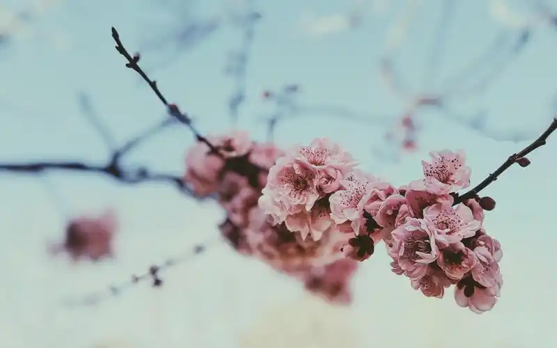 电脑壁纸 花卉 鲜花 浪漫又唯美的樱花梦幻世界