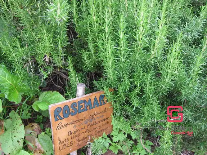 organic rosemary hydrosol