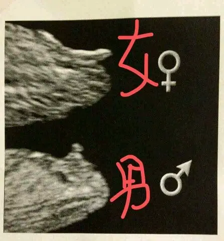 nt看男女,有谁会用nub点看?据说很准,老外还是有一套的