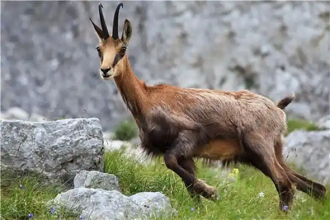 岩羚羊