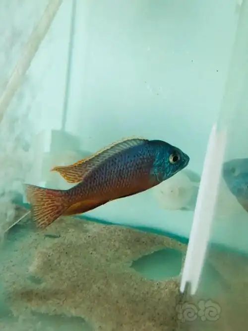 20190831rmb拍卖三湖慈鲷红鹰1条