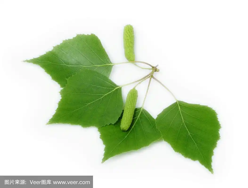 桦树的叶子孤立的白色背景