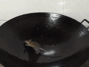 恶心小老鼠渗人热锅gif动图_动态图_表情包下载_soogif