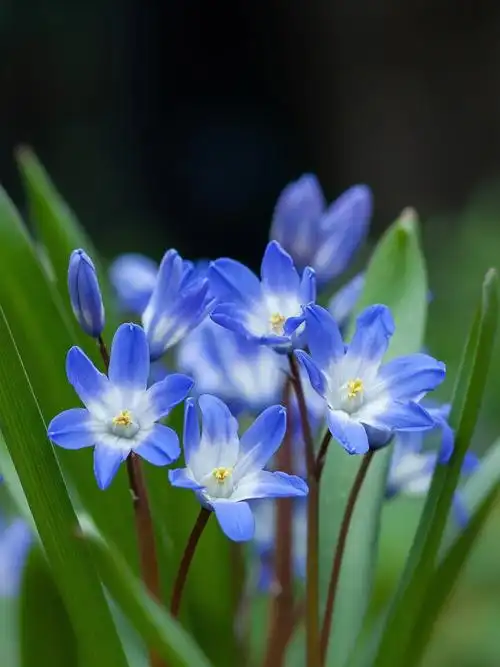 免费商用绘画素材植物篇蓝紫色系小花