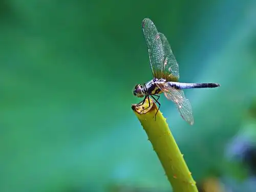 蜻蜓点水舞碧纱