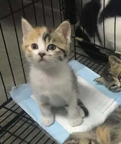 杭州英短田园串找爸爸妈妈啦