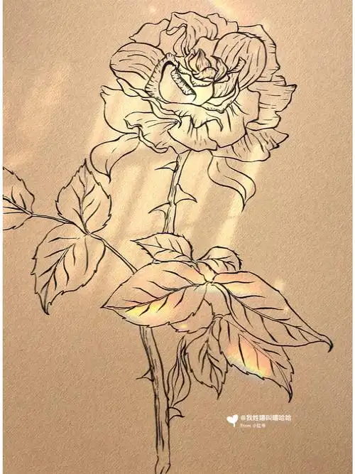 no.109 不用画线稿的简笔花卉✨月季