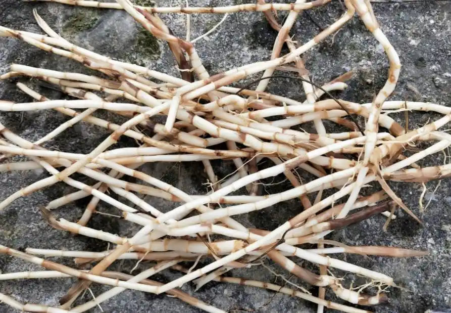 农村常见植物白茅草,有5个重要作用,农民请及时了解!