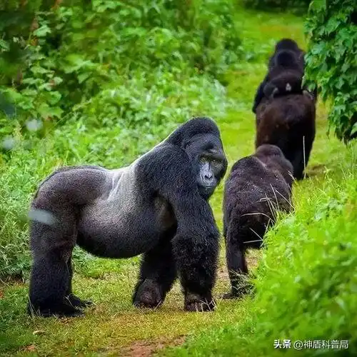 灵长类的战力天花板,一拳干爆钢化玻璃,银背大猩猩vs老虎谁会赢_人类