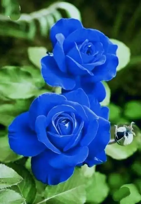 蓝色玫瑰花是一种稀有的花卉品种,它的色彩是那么的神秘而美丽.