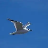 海鸥展翅飞翔头像_微信头像图片大全