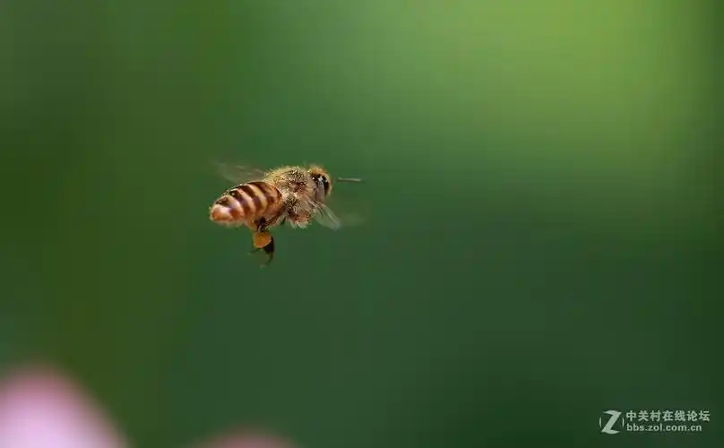 蜜蜂飞呀飞