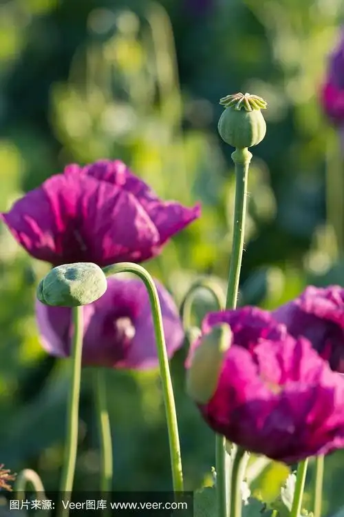 紫色的罂粟花在春天的田野上详细地绽放