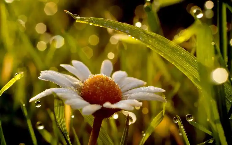 小清新唯美甘菊,高清壁纸图片,鲜花背景-回车桌面
