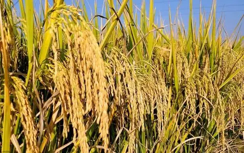 稻香横县 | 满屏金黄,丰收美景入画来!_稻田