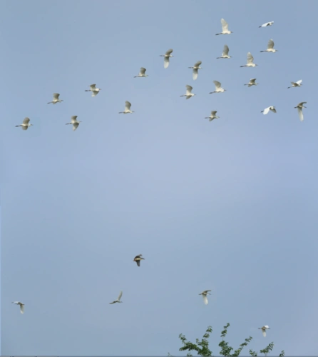 鸟儿满天飞舞,这里生态环境护理的很好.