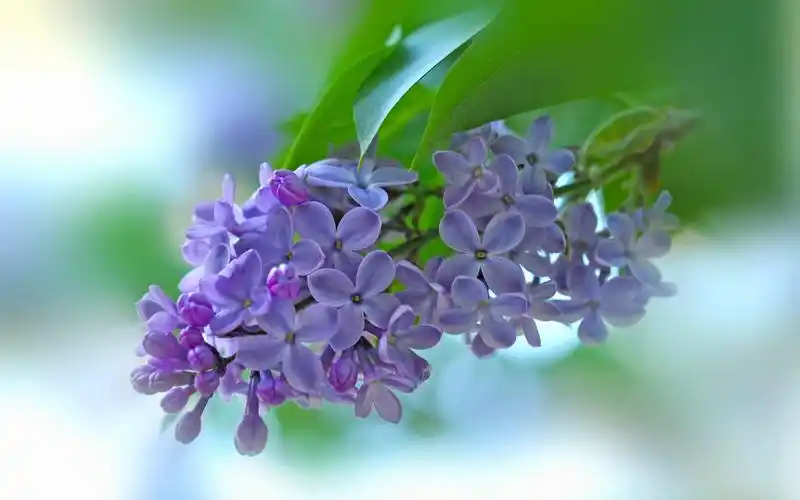 相关标签 春天唯美图片春天心情花朵时光花瓣紫丁香清新唯美