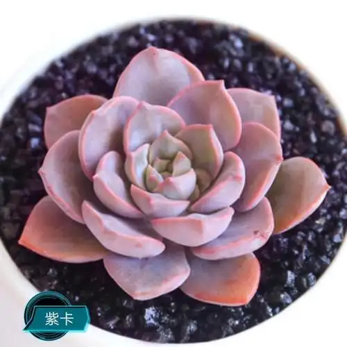 紫姬玉露是对一系列株型紧凑,圆头亮窗透窗,并且在同等光照下很容易