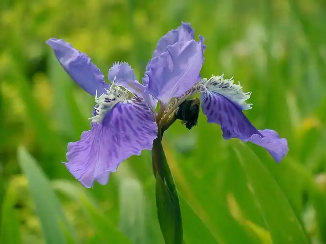 【蓝色鸢尾花】
