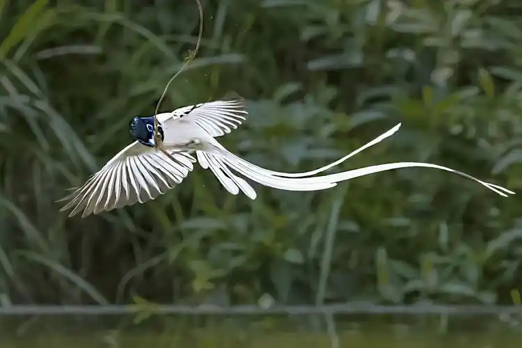 广州拍鸟_白绶带