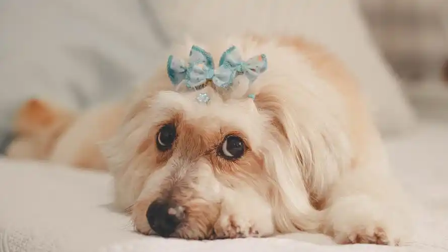 狗壁纸【1709】狗壁纸图片_桌面壁纸图片_壁纸下载-元气壁纸