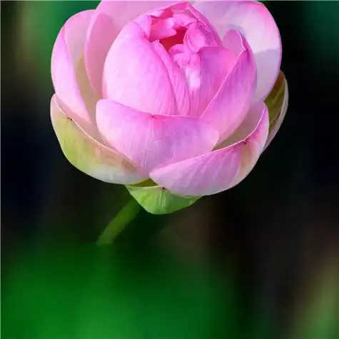 最漂亮荷花大全头像