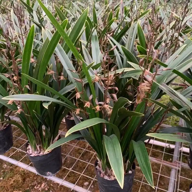 金边墨兰企黑爪#兰花 #精品兰花 - 抖音