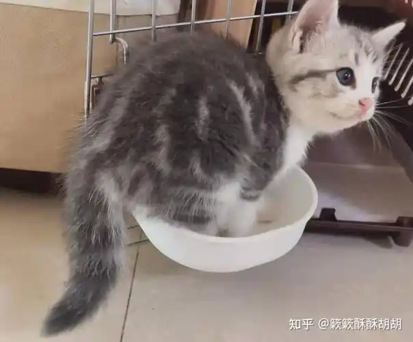 布偶串美短孩子长大啥样呢