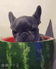 汪星人巴哥西瓜皮馋gif动图_动态图_表情包下载_soogif