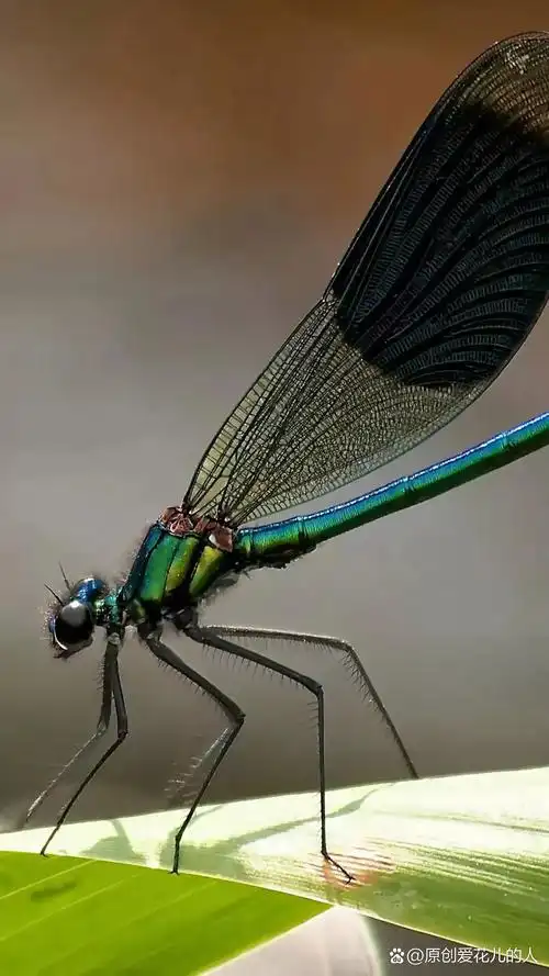 这只蜻蜓的翅膀好美,仿佛能感受到夏日的微风呢!