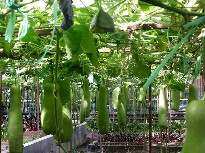 寿光菜展馆有各种各样的瓜(小草制作)