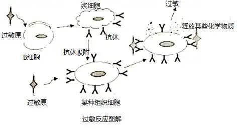 下图是过敏反应的示意图,有关说法错误的是