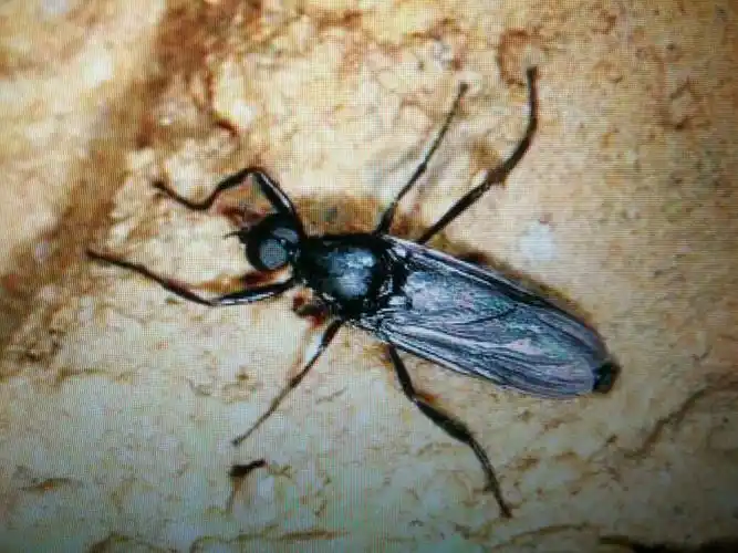 有人知道这是什么虫子吗