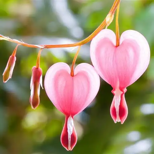 好看头像图片大全唯美,风景花朵绿叶应有尽有