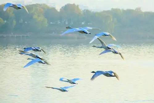 三门峡天鹅湖《飞翔的天鹅》