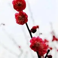 美丽的红梅花头像图片_微信头像图片大全