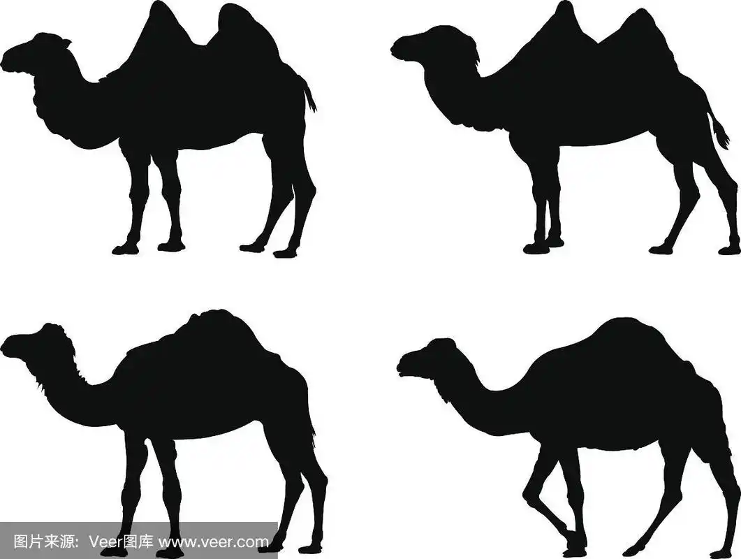 骆驼轮廓