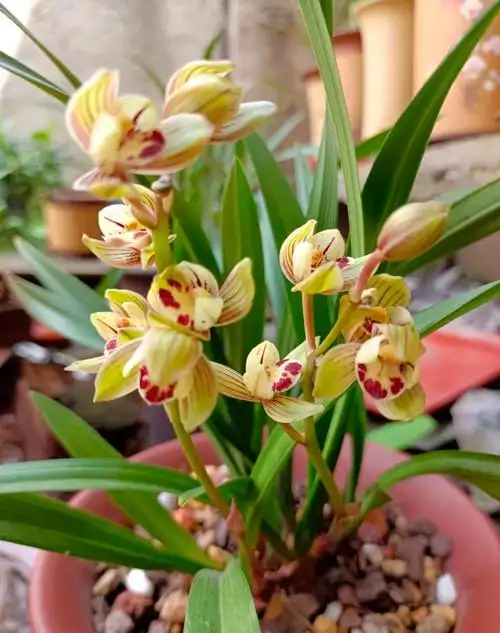 兰草花图片(兰花总也养不好) - 赤虎壹号