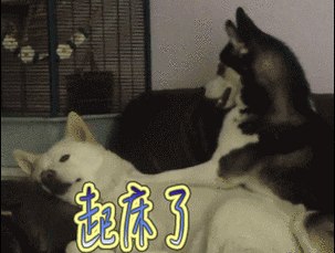 起床了gif动图_动态图_表情包下载_soogif